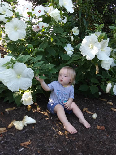 Flowers as big as a baby at The Hershey Gardens